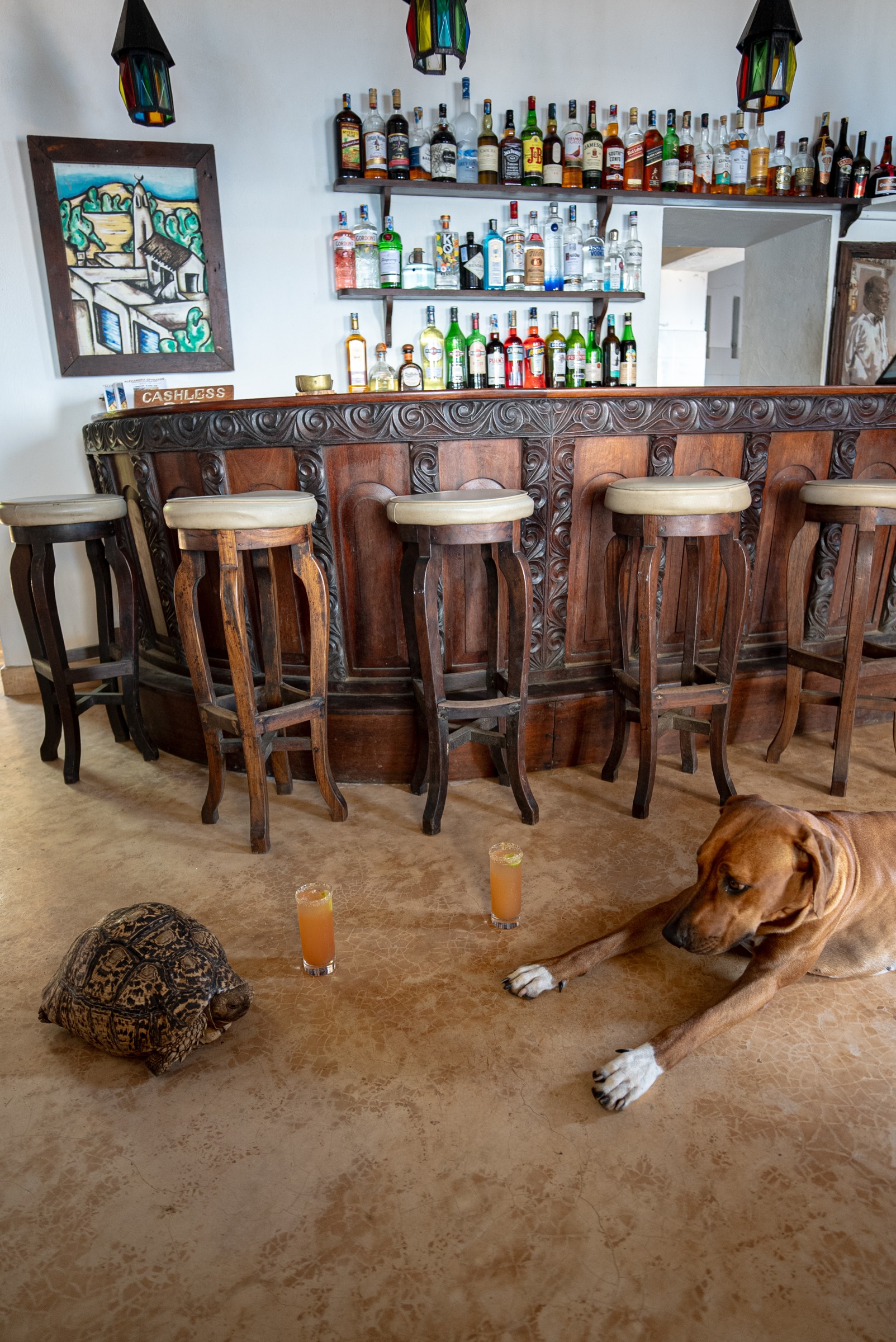 Peponi’s bar, with a dog and tortoise settled below the stools.